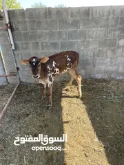  3 بيع عجله عمانيه