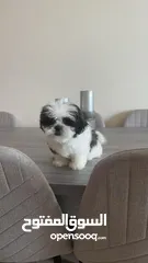  3 Pure shih tzu