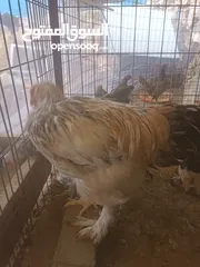  3 دجاج براهما