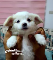  4 جراو باسيت ريترايفر عمر شهرين  للبيع بأفضل سعر جراو باسيت ريترايفر عمر شهرين  للبيع بأفضل سعر