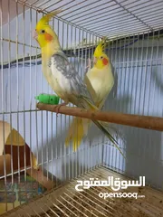  2 كوكتيل اميات  على وجه ابياض