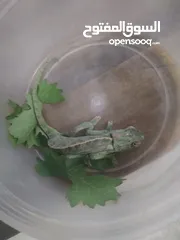  1 حرباي للبيع