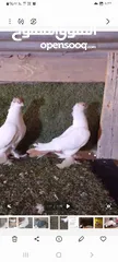  2 متاح جوزين شغالات