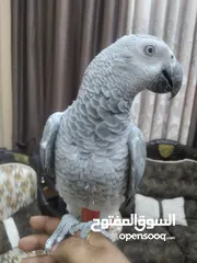 4 كاسكو فرخ  عمرو 9 اشهر  لسة ولا غيار  بحكي 3 كلمات بخربط كلام كتير ونغمات ورنات تلفون  سوبر سوبر