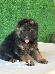  1 جراو جيرمن شيبرد شولاين