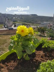  4 شقه للبيع بيتونيا
