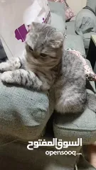  3 ذكر سكوتش فولد