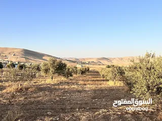  7 ثلاث دونمات ونصف في صروت تبعد عن شفا بدران و شارع الاردن 20 دقيقه