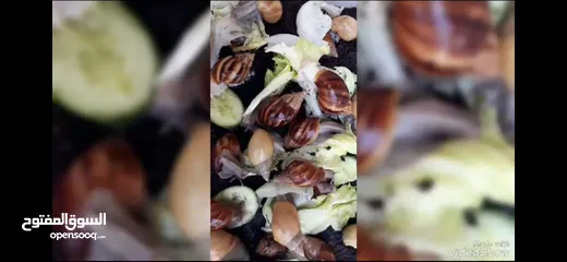  12 حبزون افريقي العملاق في الاردن