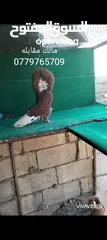  6 زواج حمام وطواير للبيع
