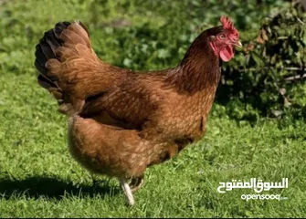  16 بيض مخصب وصيصان دجاج سلالات