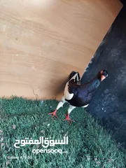  9 مسود اسود +طيرة يهودية سودة بسعر حرق