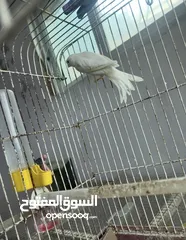  2 بسم الله ما شاء الله ، فحل كنار ابيض نااار جاهز ، وجوز حب البينو شغال