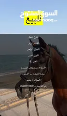  2 خيول واهو للبيع