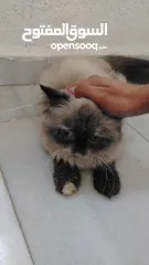  3 قطة انثى هملايا