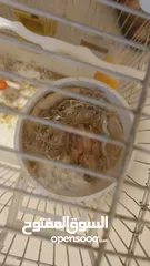  3 جوز كنار جزري حبة طويلة