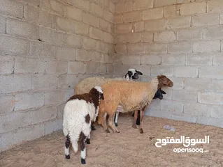  3 زوز النعاج للبيع