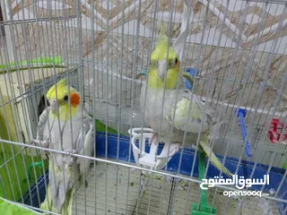  2 عصافير كوكتيل