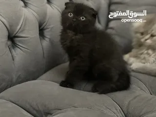  20 كتن سكوتش فولد و ستريت وام منتجه