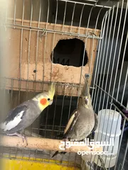  7 جوز كوكتيل نخب تحتهم بيض مع قفص كاسكو حجم كبير سعر حررررق