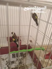  1 جوز حسون ترابي  للبيع