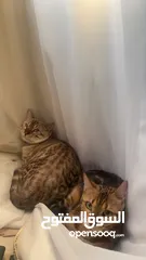  3 قط بنقالي