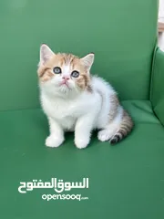  5 تشكيلة كبيره من قطط لسكوتش فولد  ( شاهد الاعلان كامل )