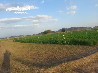  4 Farm for rent,Or sell  abundant water,  وللبيع المزرعه thank God