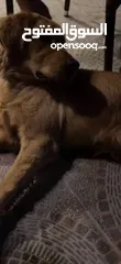  3 للبيع كلب جولدن ريتريفر Golden Retriever