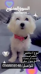  2 كلبه للبيع