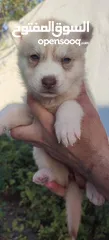  1 husky puppies available
