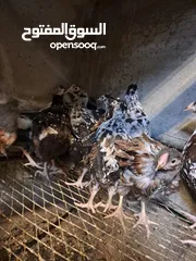  1 سايكس بورسلان