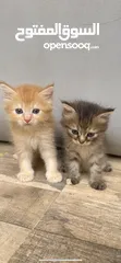  6 قطط للبيع شيرازيات