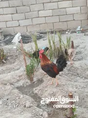  5 دجاجتين وديج للبيع