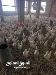  1 دجاج فراخ بياض للبيع 105يوم