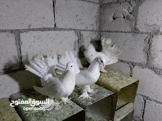  12 جواز حمام شغلات ميه بل ميه