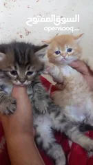  2 قطط للبيع نوع شيرازي