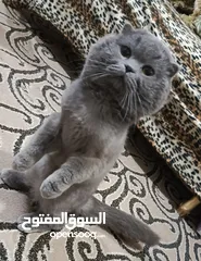  1 ذكر بريتش بلو للتزاوج