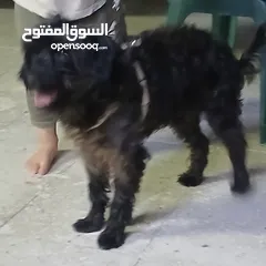  1 كلب بودل  100دينار