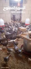  3 فراخ دجاج عمر شهرين و 10 ايام بلدي وفيومي مطعمات انضاف سعر الحبه 175 قرش للحبه