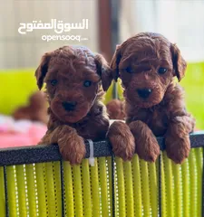  5 جراء بودل مستويات عالية جدا جدا جدا اهالي استيراد خارجي مستويات خرافية تسليم في أي عياده بيطرية