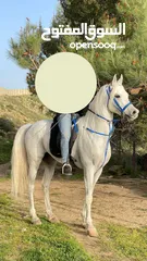  1 خيل فحل للبيع