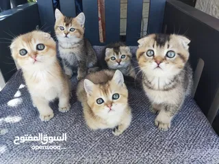  1 قطط سكوتش فولد