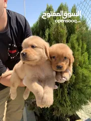  6 جولدن ريتريفر Golden retriever