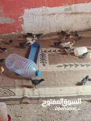  1 صوص البيع بلدي عمر شهر
