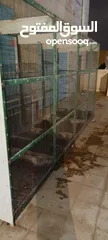  5 قفص عصافير