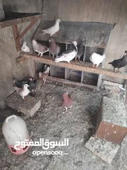  11 حمام حجم كبير للبيع عدد. 14