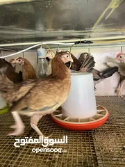  3 للبيع دجاج عربي