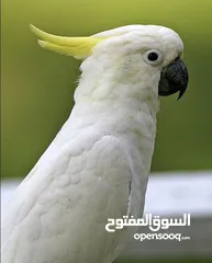  2 ببغاء كوكاتو فصيلت سلفركريستد