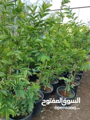  15 جميع أصناف الفواكة والحمضيات والزيتون ( بلدي ومستورد )